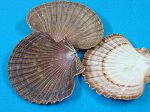 PECTEN VOGDESI (PLAT)